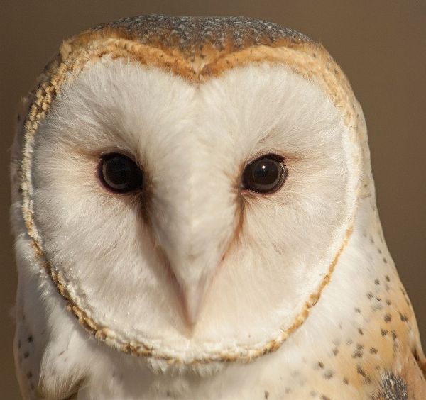 Owl-Barn Owl
